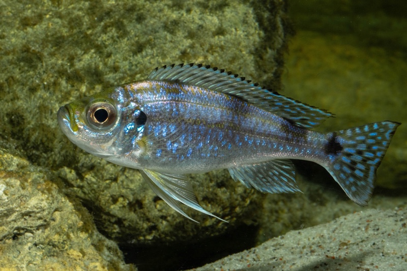 Haplotaxodon trifasciatus 'Izinga'